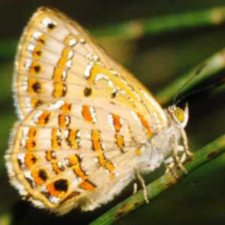 #THREATENEDTHURSDAY: Bulloak Jewel Butterfly