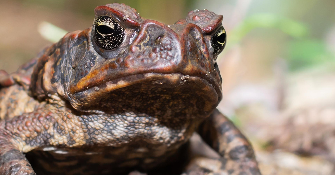 Cane Toad Trap Update 