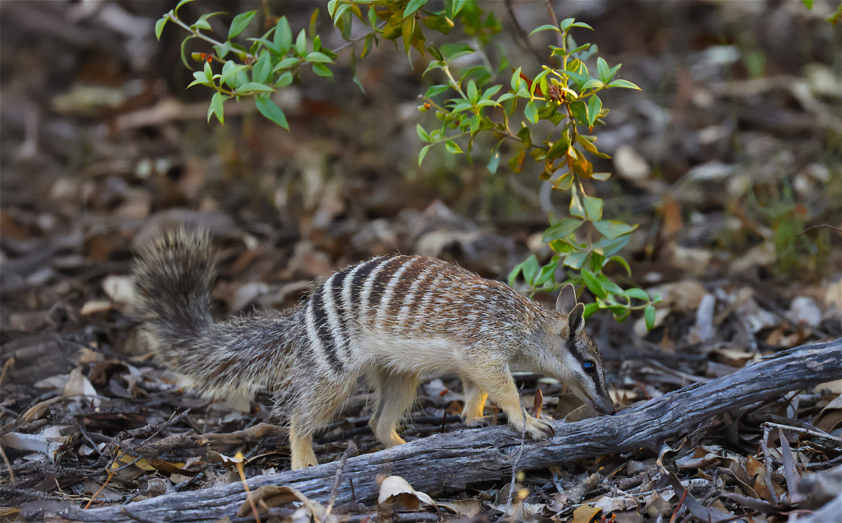 Numbats thriving in Dryandra