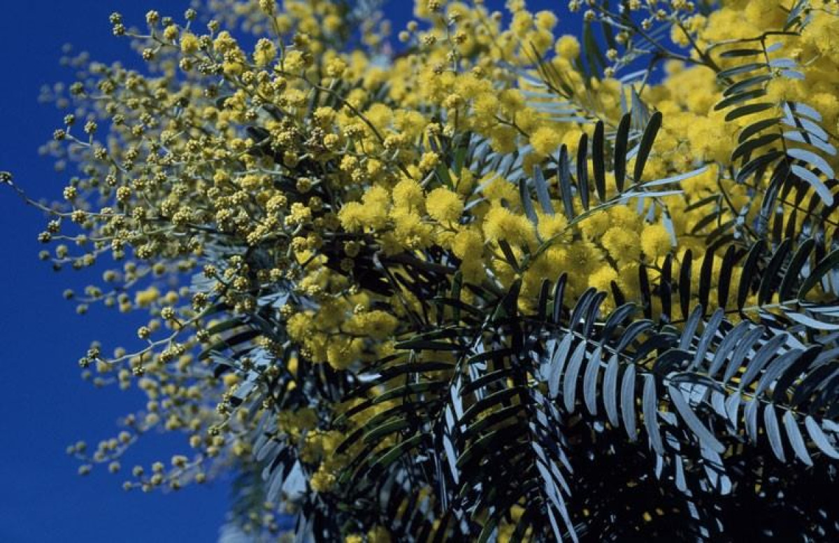 #THREATENEDTHURSDAY: Blay's Wattle