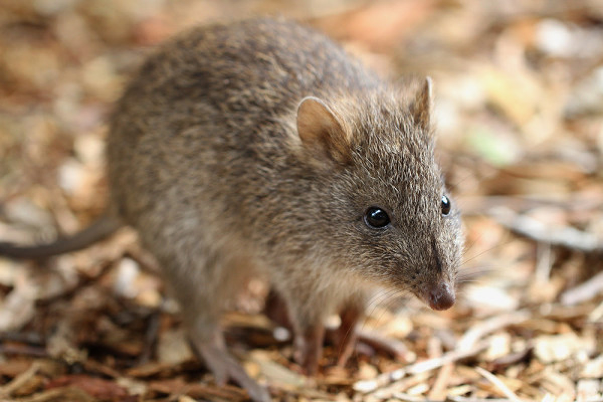 #THREATENEDTHURSDAY: Long-nosed Potoroo