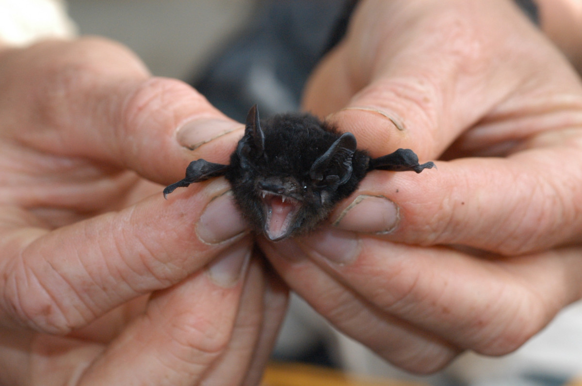 #THREATENEDTHURSDAY: Large-eared Pied Bat