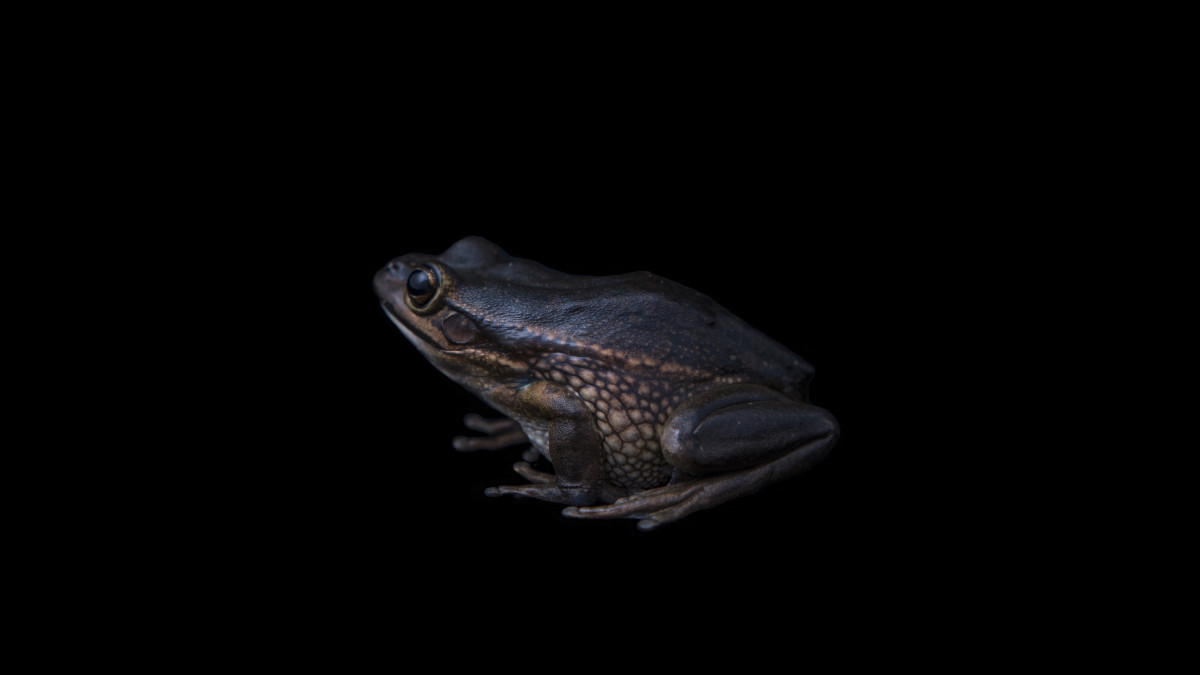 #THREATENEDTHURSDAY: Green and Golden Bell Frog