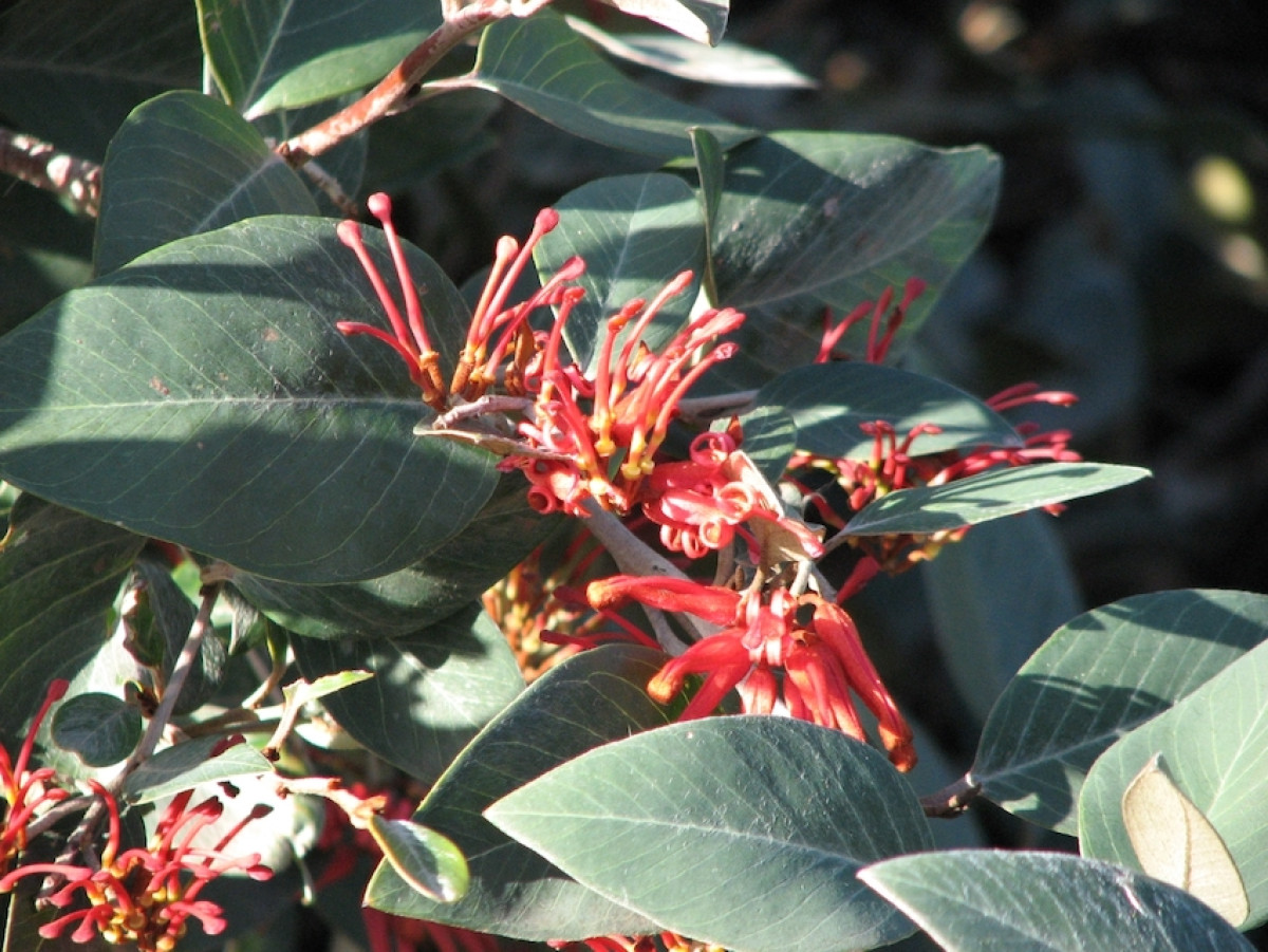 #THREATENEDTHURSDAY: Burrowa Grevillea