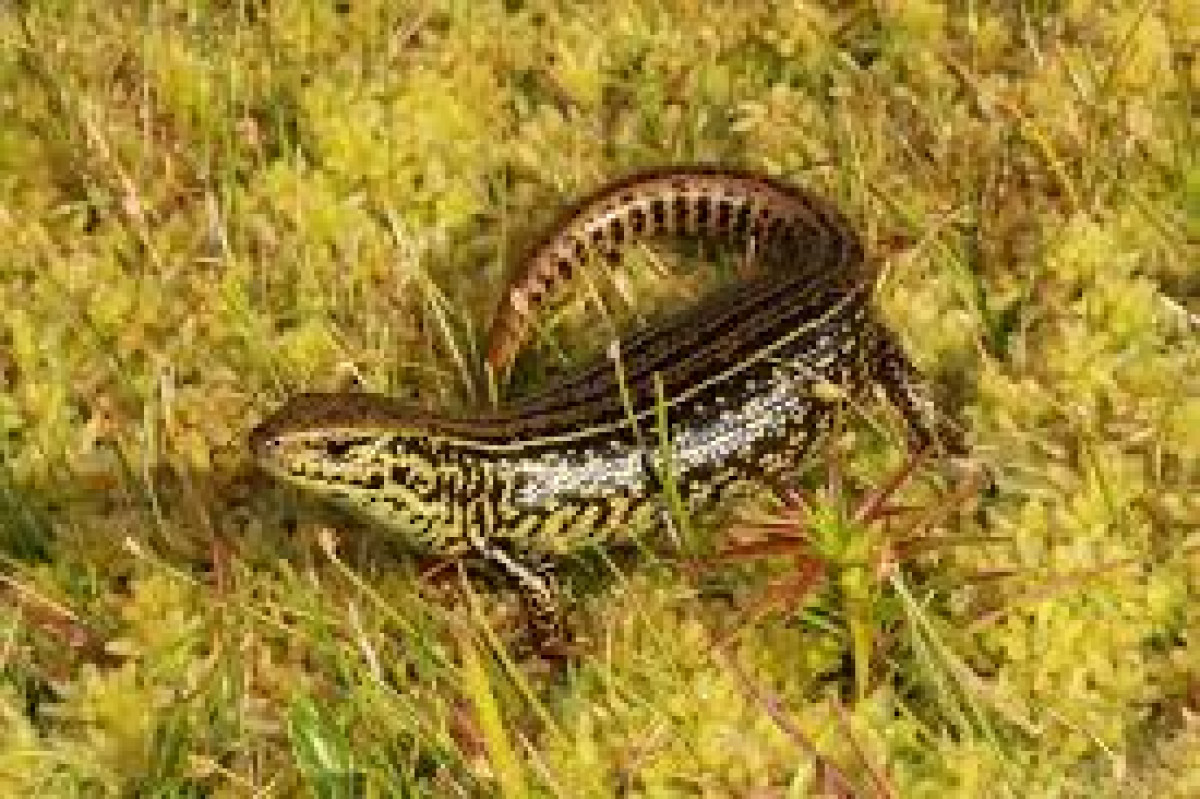 #THREATENEDTHURSDAY: Alpine Water Skink