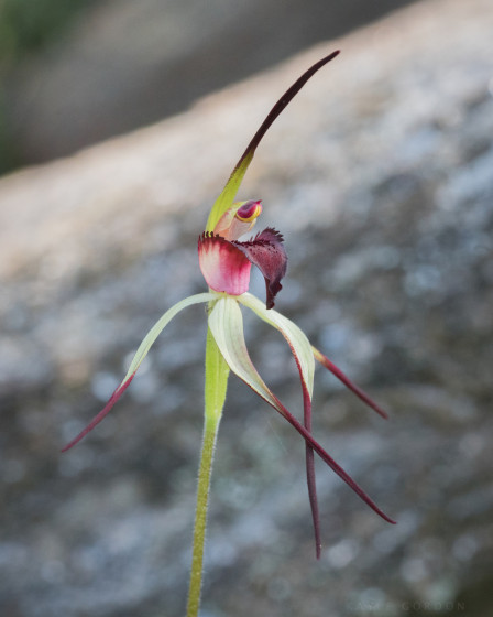 #THREATENEDTHURSDAY: Pink-lipped Spider-orchid