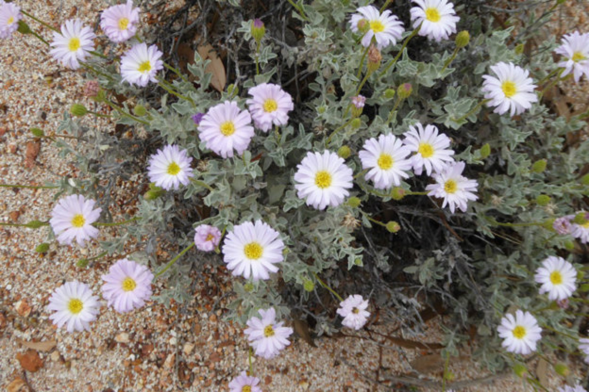 #THREATENEDTHURSDAY: Arckaringa Daisy