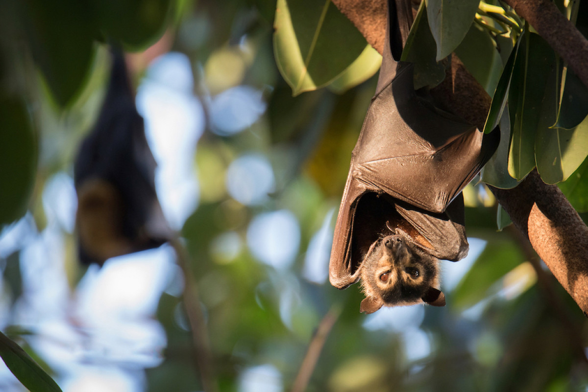 #THREATENEDTHURSDAY: Spectacled Flying-fox