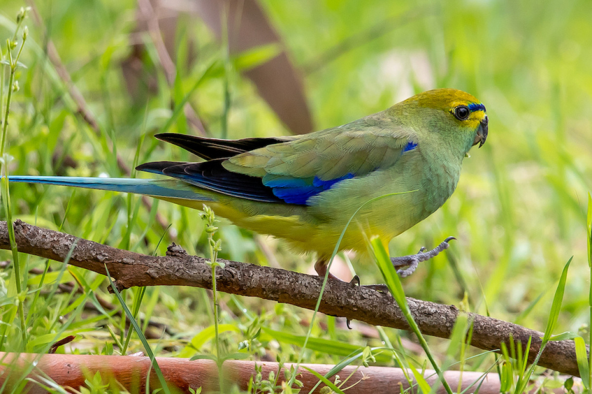 #THREATENEDTHURSDAY: Blue-winged Parrot