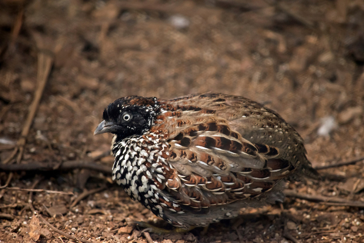 #THREATENEDTHURSDAY: Black-breasted Button-quail