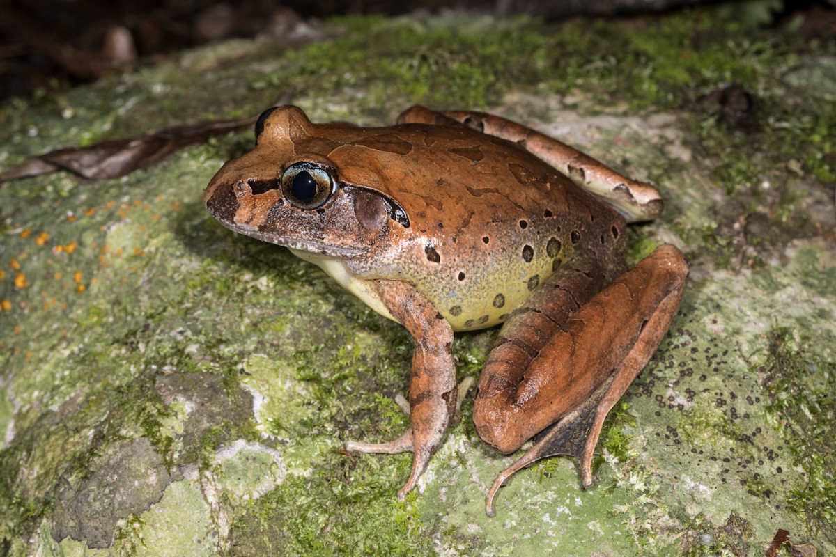 #THREATENEDTHURSDAY: Fleay's Barred Frog