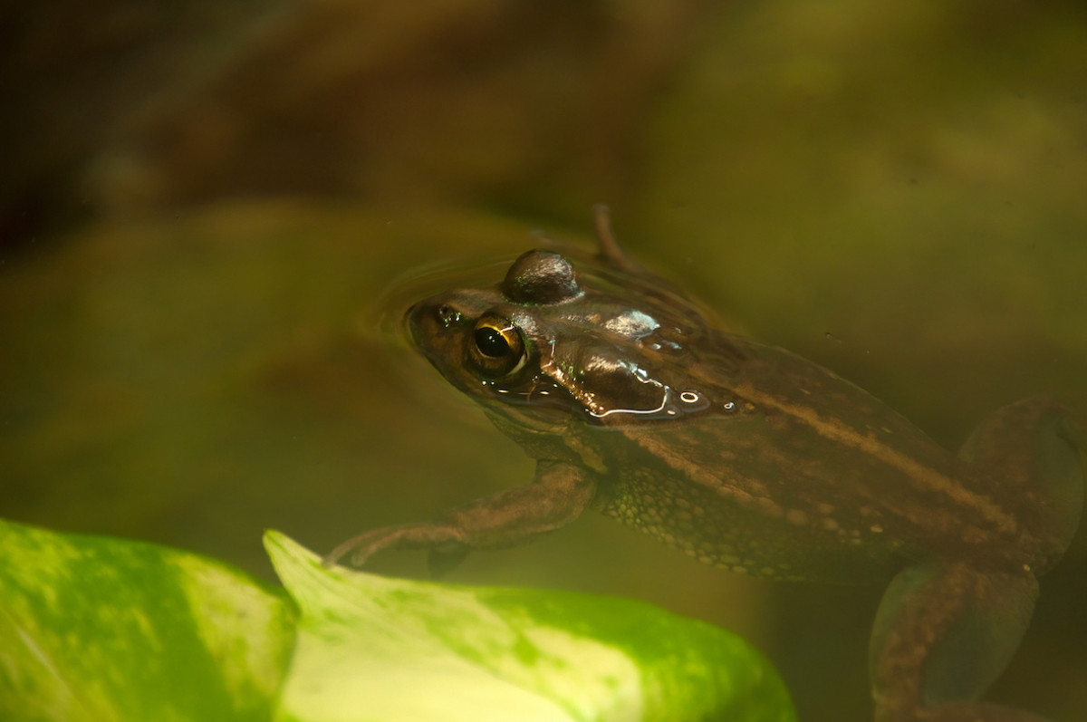 #THREATENEDTHURSDAY: Yellow-spotted Tree Frog