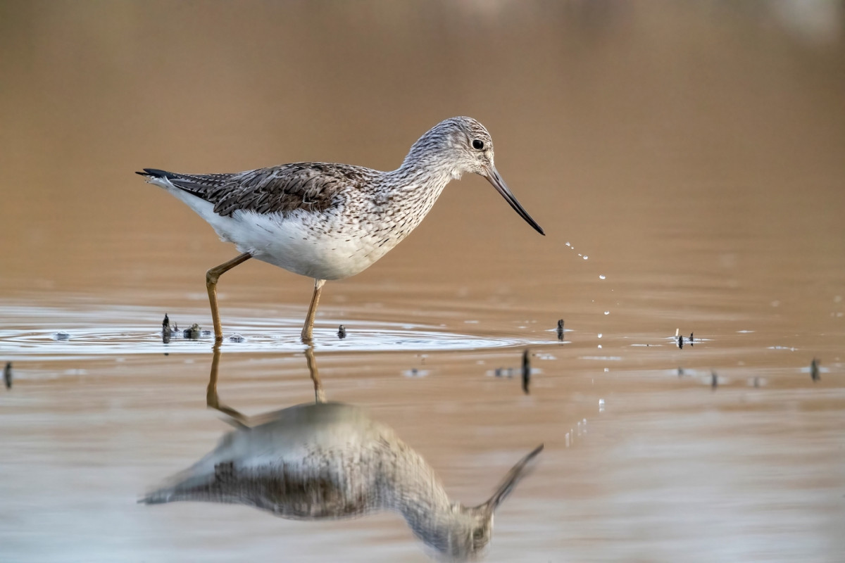 #THREATENEDTHURSDAY: Common Greenshank