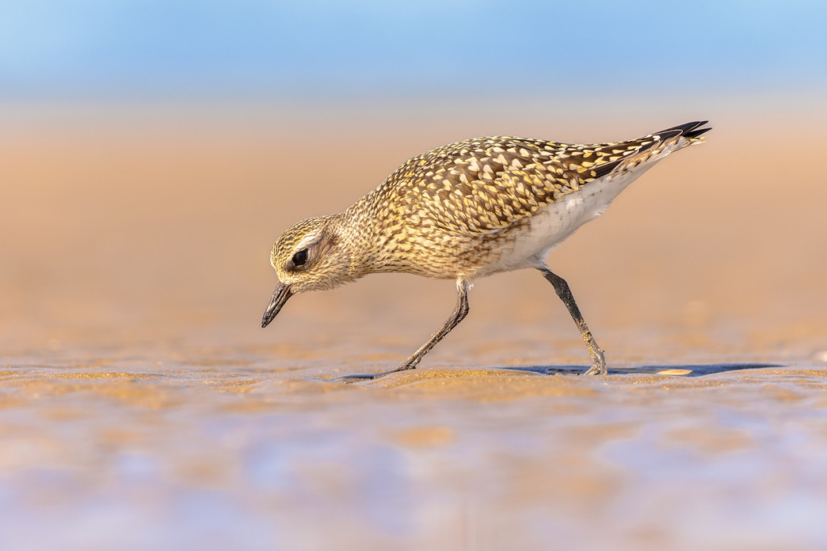 #THREATENEDTHURSDAY: Grey Plover