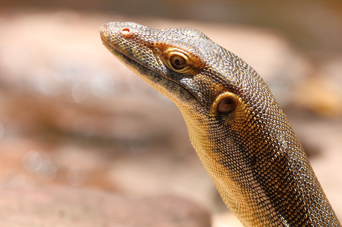 #THREATENEDTHURSDAY: Mertens' Water Monitor