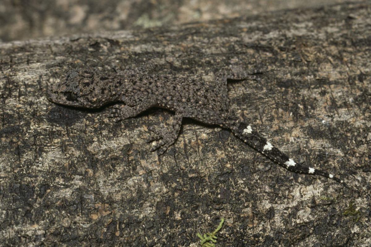 #THREATENEDTHURSDAY: Ringed Thin-tail Gecko